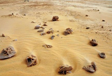 Sandy Desert Rose - cele mai neobișnuite formațiuni naturale - marea faptelor