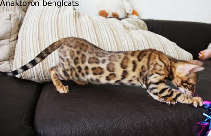 pisici Crescatoria Bengal Bengal-pisici, prețul de pisici Bengal în Chelyabinsk