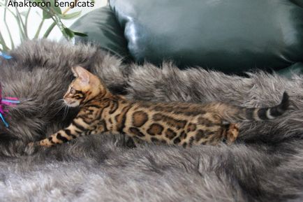 pisici Crescatoria Bengal Bengal-pisici, prețul de pisici Bengal în Chelyabinsk