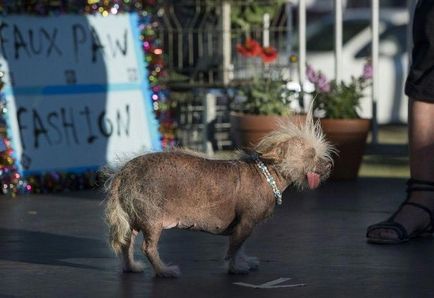 Câștigătorul și ceilalți participanți ai concursului „cel mai urât câine în 2016,“ umkra