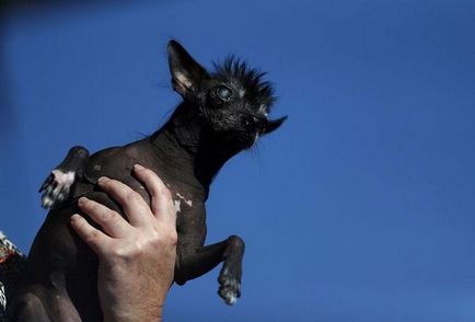 Câștigătorul și ceilalți participanți ai concursului „cel mai urât câine în 2016,“ umkra