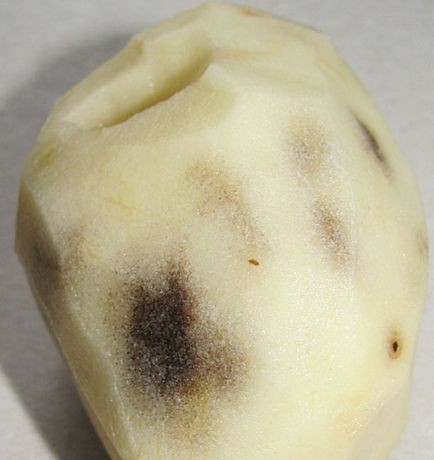 De ce este negru cartofi după preparare și stocare - soluție