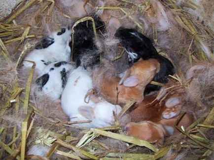 De ce doe mănâncă, ucide sau aruncă iepuri nou-născuți