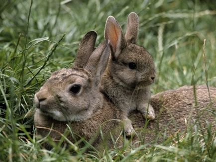 De ce doe mănâncă, ucide sau aruncă iepuri nou-născuți