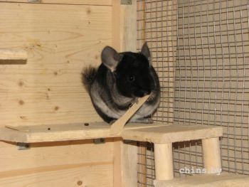 De ce este mestecă mea chinchilla pe tot (Shinshu) De ce este mestecă mea chinchilla pe tot