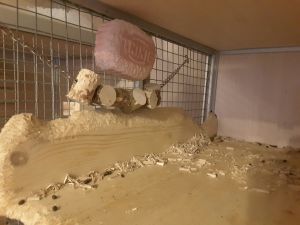 De ce este mestecă mea chinchilla pe tot (articole despre chinchilla) De ce este mestecă mea chinchilla pe tot