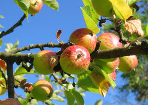 De ce nu fructoase măr și ce să fac despre el