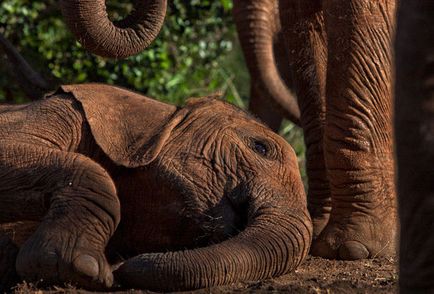 De ce elefant doarme în picioare