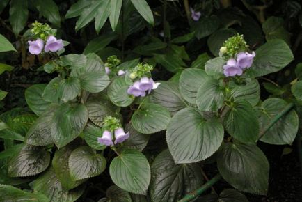 De ce innegresc Gloxinia și muguri uscate