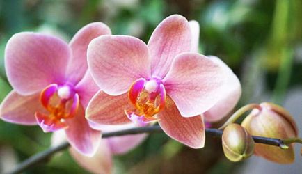 De ce orhidee seacă muguri și flori strânse toamna