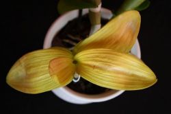 De ce frunze rândul său, orhidee galbene, care cauzează o îngălbenire mai mici pentru transplant, cum să se salveze