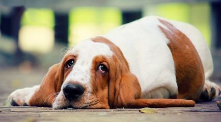 De ce câinii mult hodorogit în abdomen