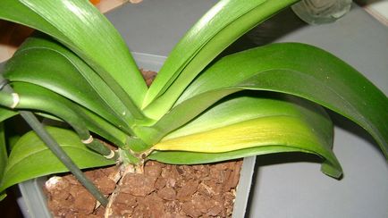 De ce frunze rândul său, orhidee galben, boala si tratamentul acesteia