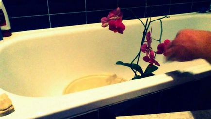 De ce frunze rândul său, orhidee galben, boala si tratamentul acesteia