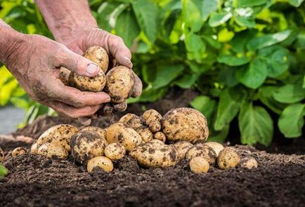 Fertilizarea cartofi după plantare