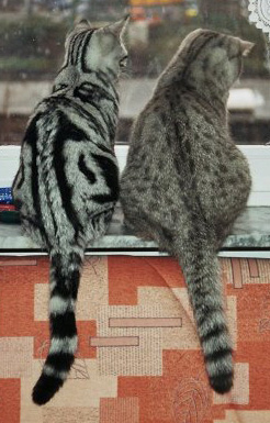 pisici Striped toate despre tabinet colorit