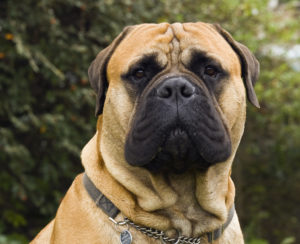 caine din rasa Bullmastiff - întreținerea și îngrijirea