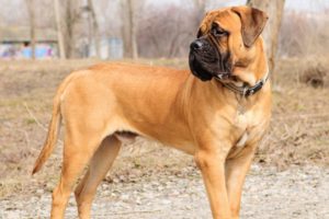 caine din rasa Bullmastiff - întreținerea și îngrijirea