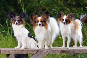 Papillon rasa istorie caine rasa de origine, descrierea și fotografii