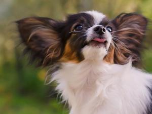 Papillon rasa istorie caine rasa de origine, descrierea și fotografii