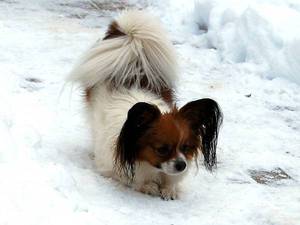 Papillon rasa istorie caine rasa de origine, descrierea și fotografii