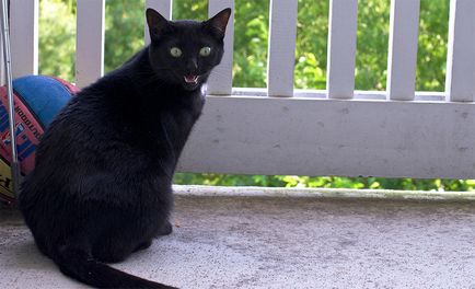 Rasa pisici negre, o listă completă și detaliată (fotografii)