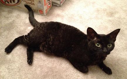 Rasa pisici negre, o listă completă și detaliată (fotografii)