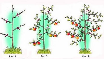 Plantarea columnar măr copac de îngrijire în timpul verii, schema video de trunchiere