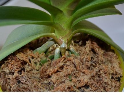 Treptata orhidee transplant phalaenopsis in casa, in special alegerea oală și sol