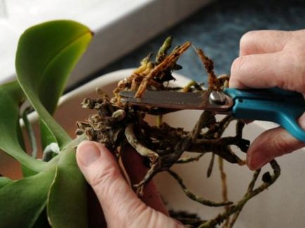 Treptata orhidee transplant phalaenopsis in casa, in special alegerea oală și sol