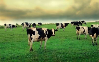 Pregătirile pentru miksoferon vaci Zori cremă pentru ugerului veterinar estrofan
