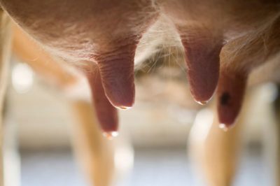 Pregătirile pentru miksoferon vaci Zori cremă pentru estrofan ugerului în medicina veterinară (medicamente) Pregătirile pentru miksoferon vaci Zori cremă pentru ugerului veterinar estrofan