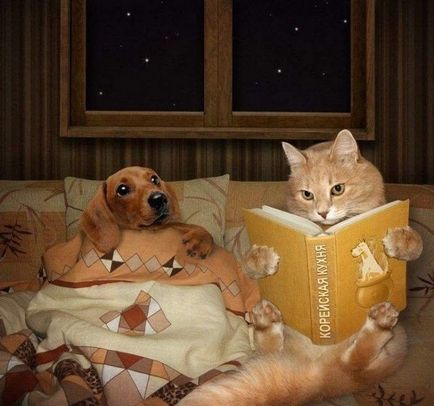 Glume despre câini și pisici, fotografii amuzante
