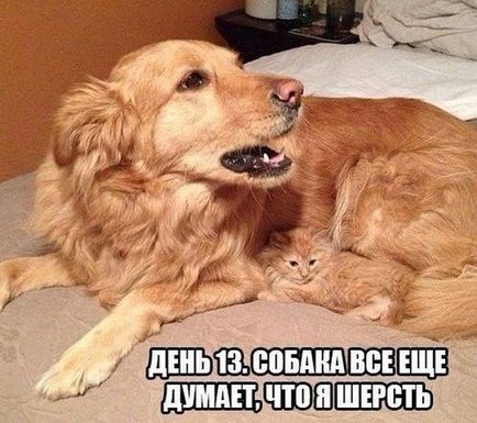Glume despre câini și pisici, fotografii amuzante