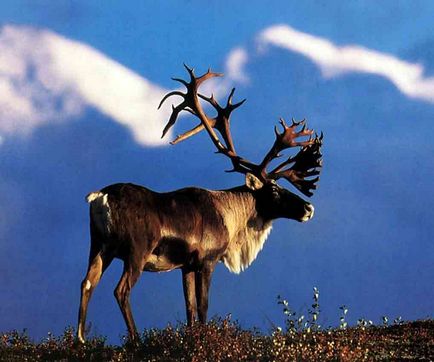 Natura Zonă Tundra caracteristici, localizare geografică, condiții naturale și de climă, sol,
