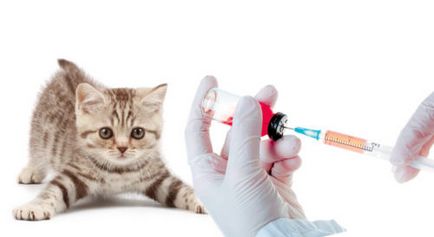 Vaccinarea împotriva rabiei atunci când pisica de a face mult actorie, vaccinuri