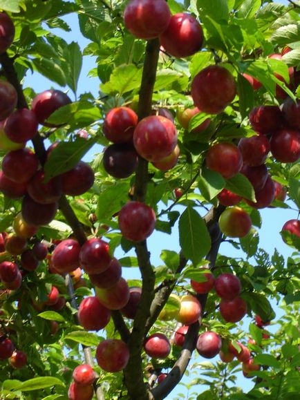 Altoire pomi fructiferi și plante ornamentale