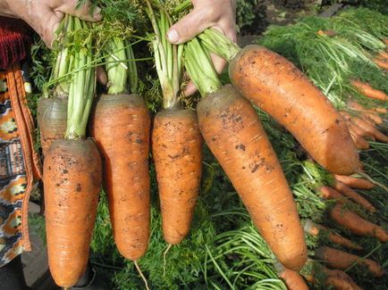 Problema cu plantare morcovi semănate mult, și se ridică un pic
