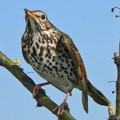 Bird () 7 litere - cuvânt masca de căutare și determinare, răspunsuri la cuvinte încrucișate puzzle-uri