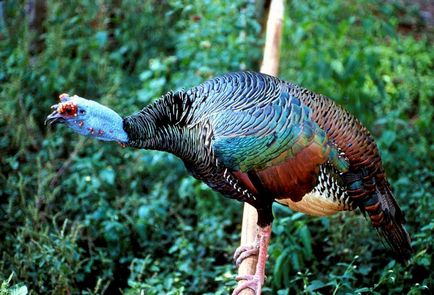 Turcia specii de păsări, fotografii, descriere