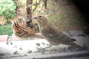 Bird bate la fereastra - ce acest semn, șoptită