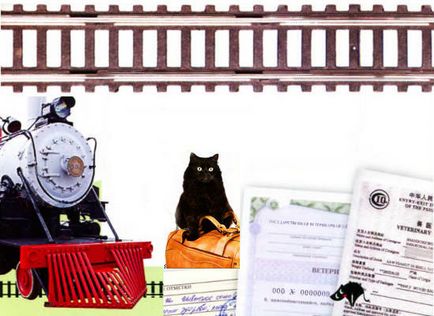 Călătorind cu recomandările și reglementările pisici pentru transportul pisicilor într-un avion, tren, mașină și