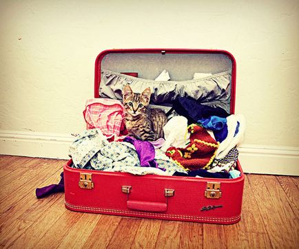 Călătorind cu recomandările și reglementările pisici pentru transportul pisicilor într-un avion, tren, mașină și