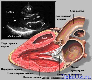 Descifrarea cu ultrasunete inima care arată