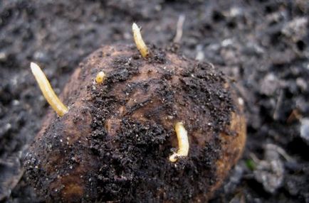 soluție de permanganat de potasiu este folosit ca o grădină grădină și legume și decât să-l înlocuiască cazul horticol ()