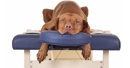 Stretching semne de câine, simptome, tratament comun