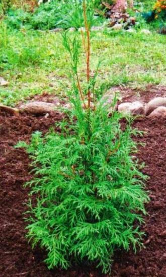 butași de reproducere Arborvitae