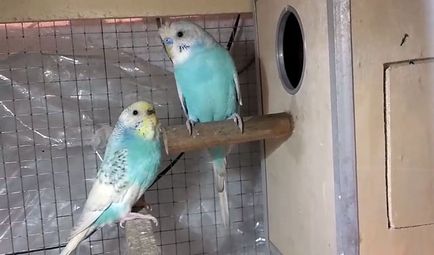 De reproducție budgerigars acasă cu fotografii și video