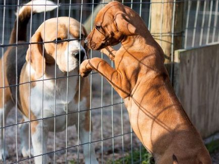 Clasificarea cele mai bune adăposturi de animale în cazul în care câinii și pisicile sunt bine