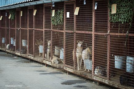 Clasificarea cele mai bune adăposturi de animale în cazul în care câinii și pisicile sunt bine